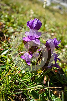 Field gentian, gentianella campestris, in Savoie, France