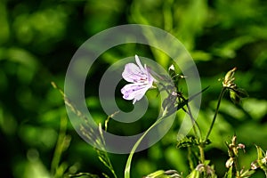 Field geranium. Forest flower.