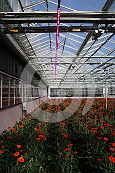 Field of gerbera flowers in a greenhouse in Nieuwerkerk aan den photo