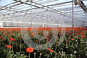 Field of gerbera flowers in a greenhouse in Nieuwerkerk aan den photo