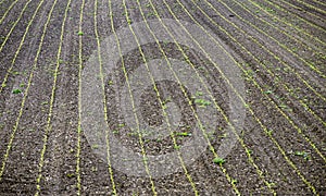 Field with germing seed