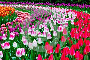 Field of gesneriana L tulips, in violet and white and violet colors photo