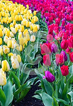 Field of gesneriana Tulips of yellow and red colors of the Liliaceae family