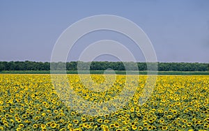 Field of giant sunflowers