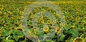 Field of Giant Sunflowers