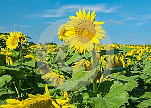A Field of Giant Sunflowers