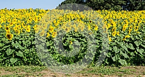 Field of Giant Sunflowers -3