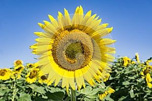 Giant Sunflowers - 5