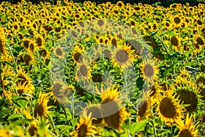 Field of giant sunflowers on a sunny summer day in France