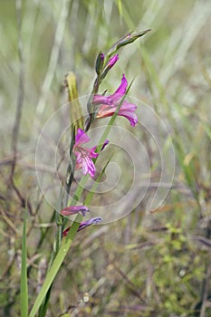 Field Gladiolus