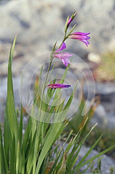 Field Gladiolus