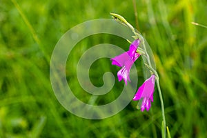 Field gladiolus flower, wild flower in biotope with natural vegetation.