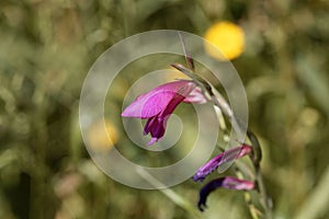 Field gladiolus, Gladiolus italica