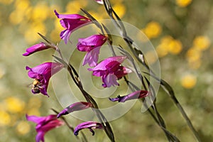 Field gladiolus, Gladiolus italica