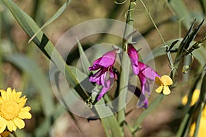 Field gladiolus, Gladiolus italica