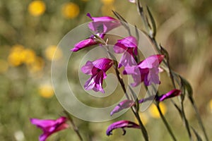 Field gladiolus, Gladiolus italica