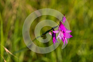 Field gladiolus, wild flower in spring.