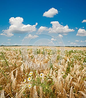 Field with gold barley