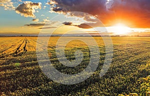 Field with gold ears of wheat in sunset