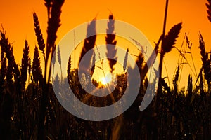 Field with gold ears of wheat in sunset