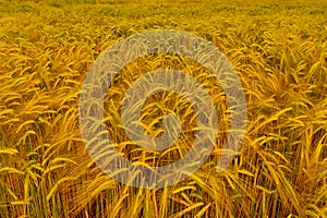 Field Of Golden Barley