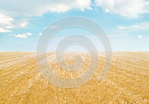 Field of golden crops under light blue sky with clouds. Minimalistic landscape