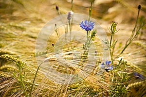 Field of golden grain