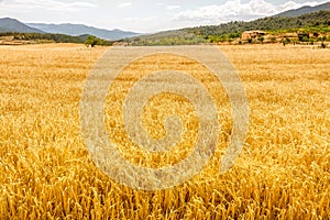 Field of Golden Oat