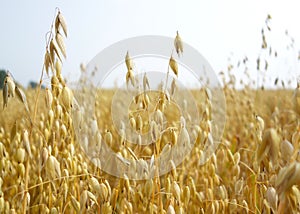 Field of golden oats