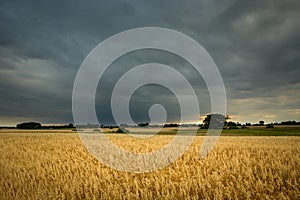 Field of golden oats and dark stormy clouds