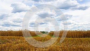 Field of golden ripe dry wheat ready for harvest