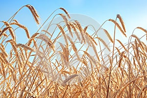 Field of golden ripe ears of wheat, wheat on the field