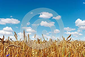 Field of a golden ripe wheat