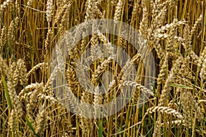 A field of golden ripened rye in the village