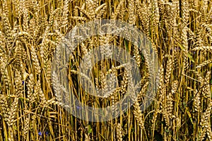 A field of golden ripened barley in the village