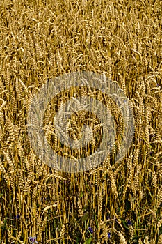 A field of golden ripened barley in the village