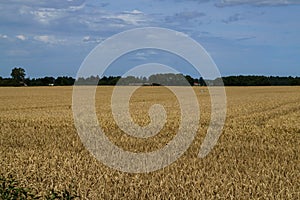 A field of golden ripened barley in the village