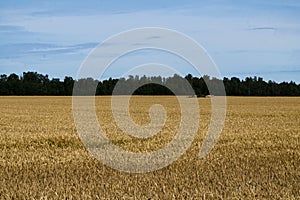 A field of golden ripened barley in the village