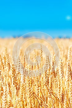 Field of golden rye close-up