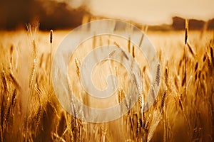 A field of golden rye under the radiant sunlight. Harvest, abundance, and the beauty of rural landscapes, evoking a sense of