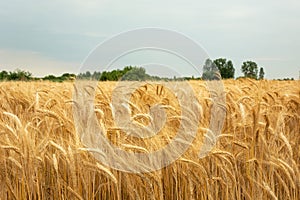 A field of golden triticale and cloudy sky photo