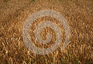 Field of the golden wheat