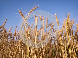 Field of golden wheat against the blue sky