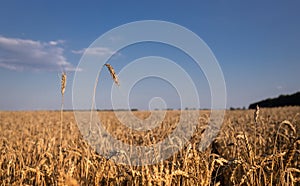 field of golden wheat against blue sky on sunny day