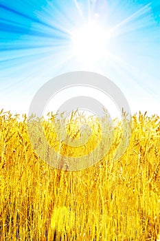 Field of golden wheat with bright blue sky and sun