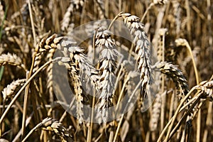 A field with golden wheat. Close up