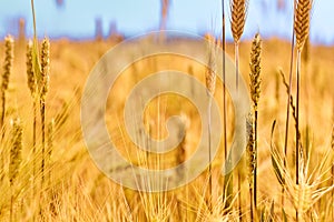 field with golden wheat, closeup, selective focus. natural background.