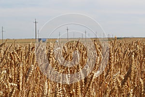 Field of Golden wheat under the cloudy sky and barely visible in the distance track with cars