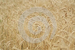 Field of golden yellow ripe wheat close up, background texture