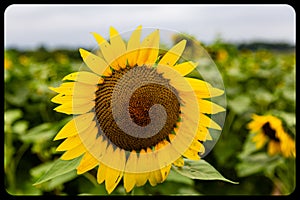 Field of sunflowers Pam Nelson`s farm Valley Nebraska photo